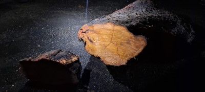 查獲非法撿拾漂流木