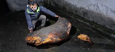 查獲非法撿拾漂流木