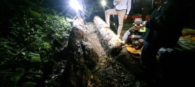 查獲非法撿拾漂流木