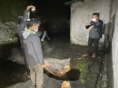查獲非法撿拾漂流木