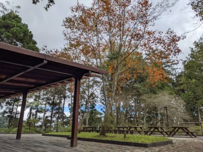 藤枝