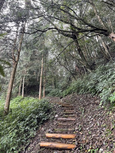 林下步道2