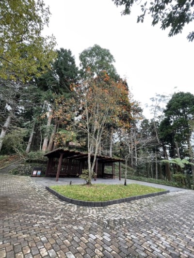 樹海步道4