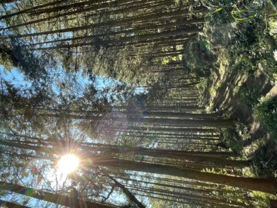 美瓏山（小關山）林道01