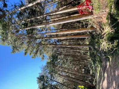 美瓏山（小關山）林道03