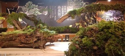 「森長苔2-阿里山苔蘚植物生長展」自111年1月1日起至4月30日止於阿里山國家森林遊樂區旅客服務中心展出