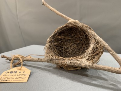 鳥巢建築大賞自111年1月18日起至3月20日止在鰲鼓濕地東石自然生態展示館展出