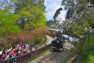 櫻花大道民眾搶拍蒸汽火車風采-林鐵及文資處-黃源明提供