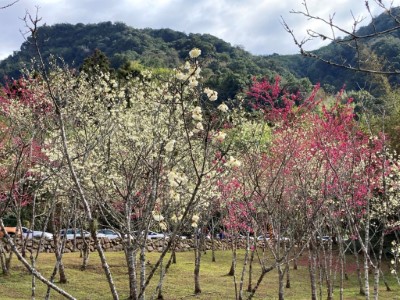 台18線66K迷糊步道口的緋寒櫻與福爾摩沙櫻盛開