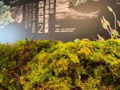 阿里山國家森林遊樂區旅客服務中心舉辦「森長苔2」苔蘚植物生態展