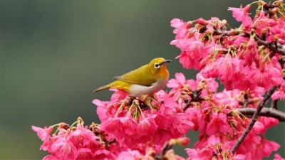 大雪山-山櫻花與綠繡眼