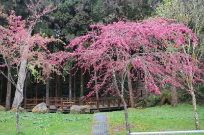 目前園區山櫻花開花約7-8成，花期將持續到3月