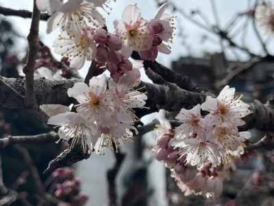 唐實櫻現已盛開，花期將持續至3月份