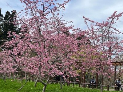 阿龜櫻目前已盛開，花期將持續到3月份