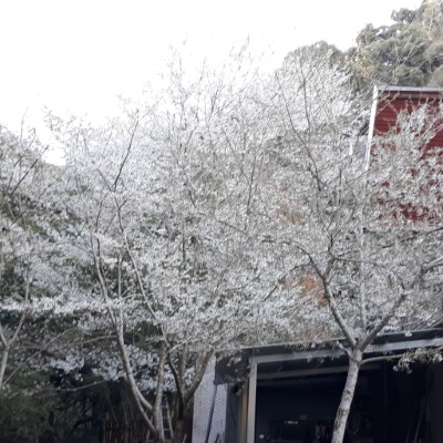 霧社櫻綻放雪白花朵