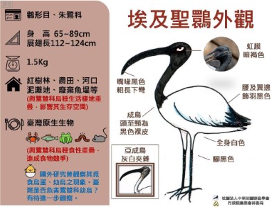 埃及聖䴉