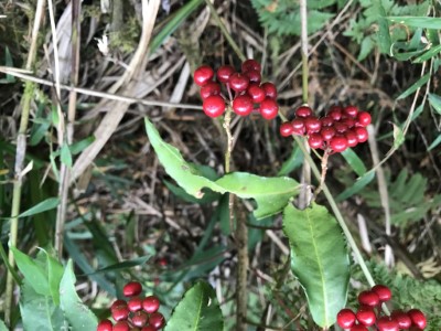 硃砂根