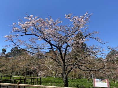 阿里山工作站前櫻王染井吉野櫻目前開花約三成，預計於3月15-25日期間滿開