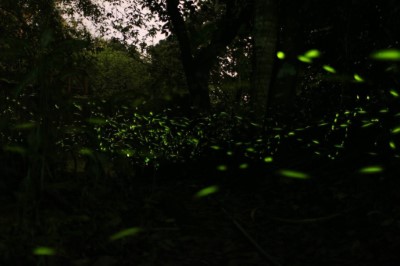 池南賞螢遠照