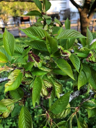 2019年園區內櫻花罹患簇葉病情形嚴重