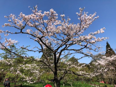 經詹鳳春樹醫團隊診治，2021年櫻王簇葉病已明顯改善，開花量增加