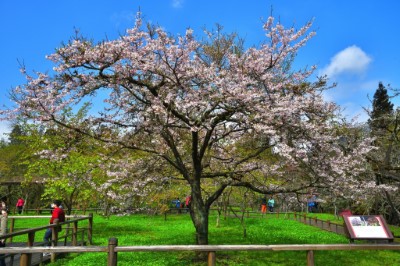 阿里山國家森林遊樂區內櫻王2019年因簇葉病致開花量受影響