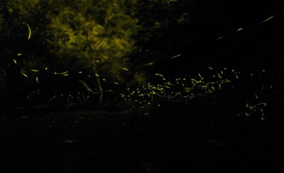 滿月圓具有豐富的生態資源(新竹林區管理處提供)