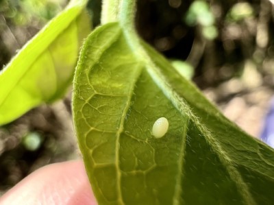 圖6.羊角藤是斯氏紫斑蝶唯一食草，近日已陸續進入保安林內產卵。(新竹林管處提供)