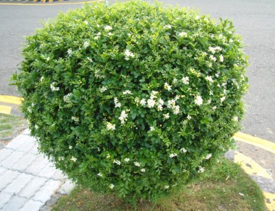 月橘樹