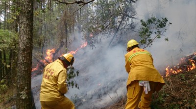 森林火災-以火拍直接撲滅地表明火