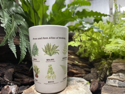 蕨對要收藏的內洞變色蕨杯(新竹林區管理處提供)