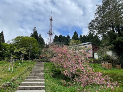 粉色垂絲海棠盛開在阿里山派出所前