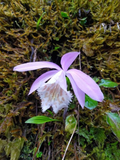 臺灣一葉蘭是櫻花季後阿里山限定放映的花種