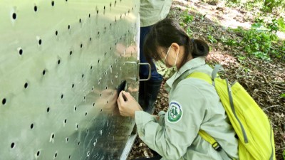 圖說：特有生物研究保育中心獸醫師隨時監控野放前黑熊的生理狀況。（林務局東勢林區管理處提供）