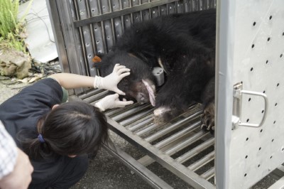 圖說：麻醉鎮定下，黑熊進入野放運輸籠，獸醫師不時檢查確認黑熊的生命徵象。（林務局東勢林區管理處提供）