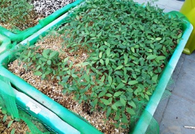 嘉義林管處透過小規模育苗試驗，成功將山胡椒種子發芽率提升至8成左右