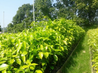 蘭嶼肉桂等臺灣原生植物均以成本價販售，期推廣於民眾生活環境中