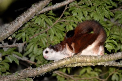 夜晚森林裡傳出單一或連續的尖銳哨音，是白面鼯鼠的鳴叫聲。運氣好的話，可以看到牠們在樹梢間滑翔。 