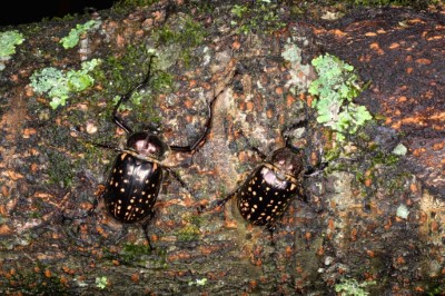 帥氣華美的臺灣長臂金龜是全臺灣最大型的甲蟲，棲息於觀霧廣闊的天然林當中，是森林健康的指標物種。 