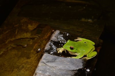 莫氏樹蛙堪稱觀霧最受歡迎的青蛙，一年四季都有機會聽見牠們的鳴唱聲，為夜晚增添熱鬧的氣氛。
