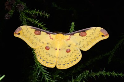 趨光而來的大黃豹天蠶蛾為暗夜帶來一道明亮的色彩，翅膀上的眼紋時常讓人看入迷。