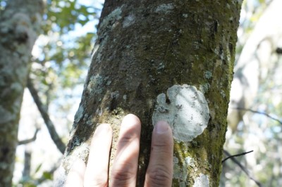 野放的丹大山區原本即有黑熊棲息，圖為事前調查發現的黑熊爪痕