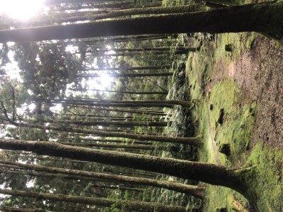 晨曦裡東眼山柳杉林綠色三角洲(新竹林區管理處提供)
