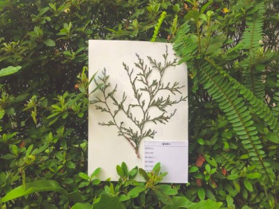 〈臘個植人〉標本實作(東眼山自然教育中心提供)