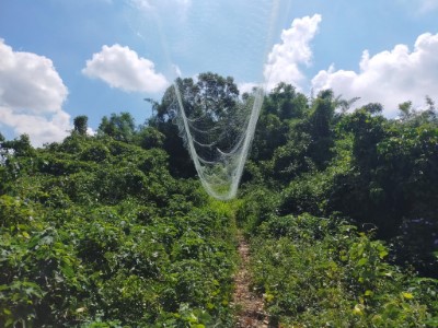 嘉義林管處四月份於六甲山區發現違法鳥網