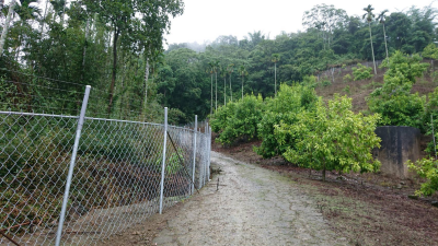 電圍網以電牧器圍網及電牧導線之標準架設方式施作於種植黃金果的農地周圍