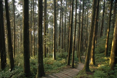 晨曦溫柔的灑落在東眼山柳杉林裡(東眼山自然教育中心提供)