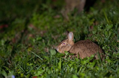 東眼山的明星動物-台灣野兔(東眼山自然教育中心提供)