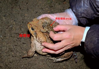海蟾蜍與其背上的臺灣原生黑眶蟾蜍，體型相差懸殊(楊懿如老師提供)