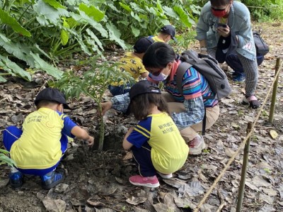 新埤鄉立幼兒園小朋友種植疣柄魔芋